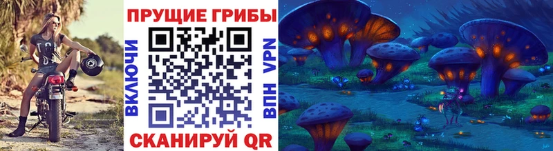 где продают   Арзамас  Псилоцибиновые грибы Cubensis 